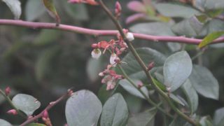 ブルーベリーの花