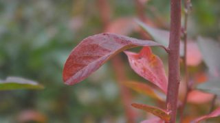 紅葉中のブルーベリー