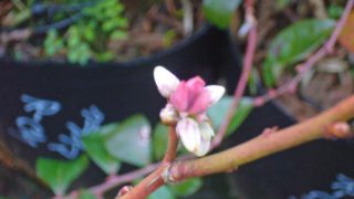 落葉した木に花が咲く