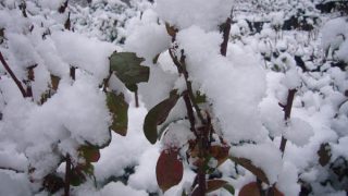 紅葉したブルーベリーに雪