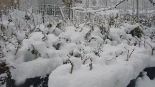 雪をかぶった内儀