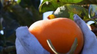 伊吹平たねなし柿