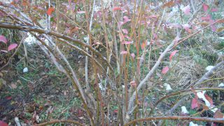 ブルーベリーの剪定