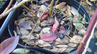 ポット内の落葉