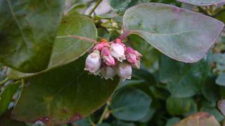 ブルーベリーの花