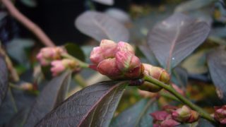 ミスティの花芽