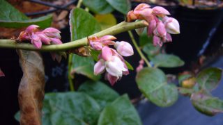 シャープブルーの花