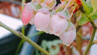 サザンリベイルの花