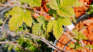 ラズベリー リサワウアイ