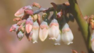 バルトウィンの花