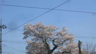 満開の桜