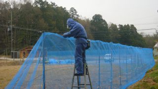 防風ネット張作業