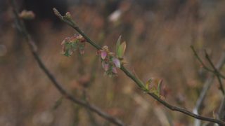 ビックハリソンの蕾