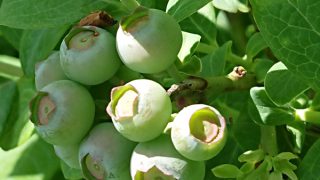 マグノリアの果実