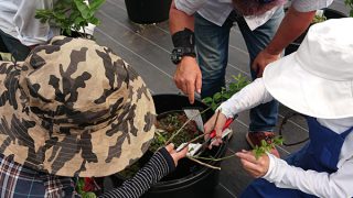 みんなで剪定講習