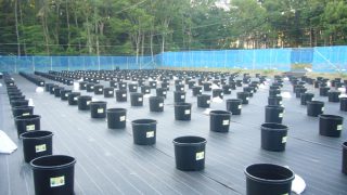 並んだ栽培ポット