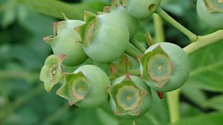 ジャージーの果実