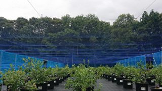 防鳥ネット張り完了したエリア