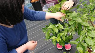 ブルーベリー狩り