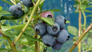 完熟のブルーベリー