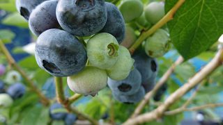 ビックハリソンの実