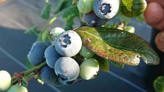 ミスティの果実