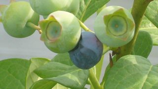 ブルーベリーの果実も色づき始めてます