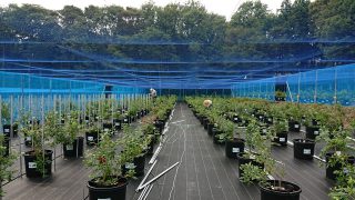 ２６０本のブルーベリーのポット