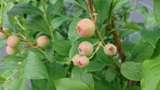 fブルーベリーフロリダローズ