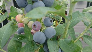 ベッキーブルー