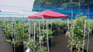 畑内テント設置