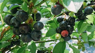 色づいたブルーベリー