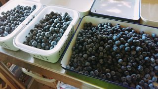 収穫したブルーベリー