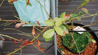 根を食害された苗木