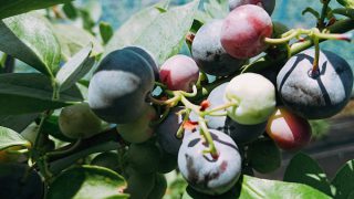 完熟ブルーベリー