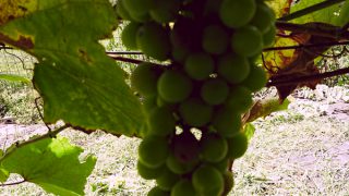 ブドウ デェラウエア