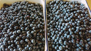 摘み取ったブルーベリー