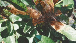 網目状にされたブルーベリーの葉