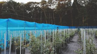 防鳥ネットを外した園内