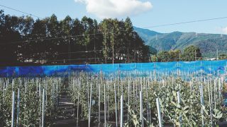 防鳥ネットを外した園地