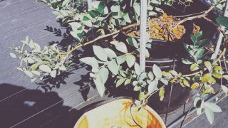 残った果実の除去