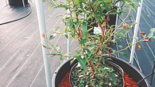 ブルーベリーの植え替え完了です