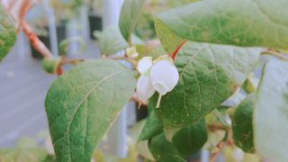 二期咲のブルーベリーの花