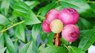 ピンクレモネードの木