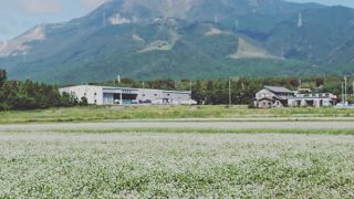 そば畑と伊吹山