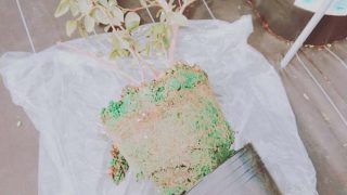 よく根の張ったブルーベリー