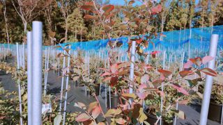 紅葉したブルーベリーの樹