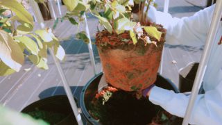 良く根が廻ったブルーベリー