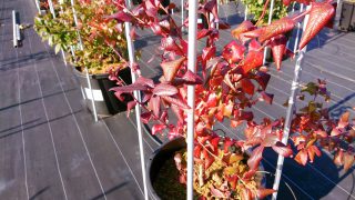 紅葉したブルーベリーの木