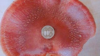 椎茸と500円硬貨で大きさ比較